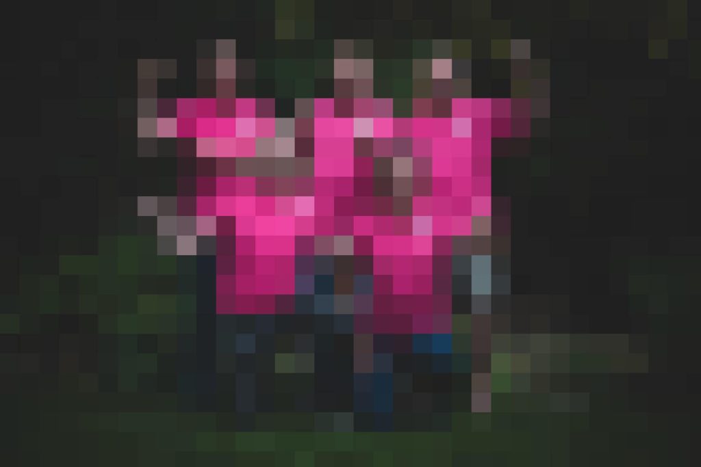 Dinto op de Jaarmarkt